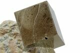 Natural Pyrite Cube In Rock - Navajun, Spain #168444-1